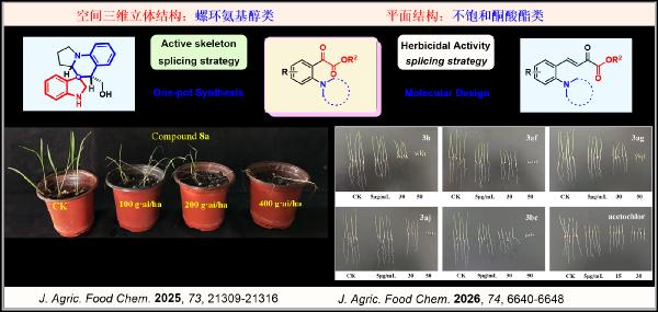 山东省农用药物绿色创制与应用特色实验室在绿色农业领域取得系列重要进展